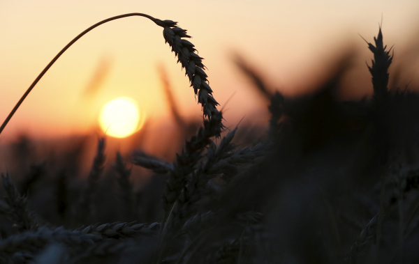 На Кубани выведен сорт пшеницы с рекордной урожайностью