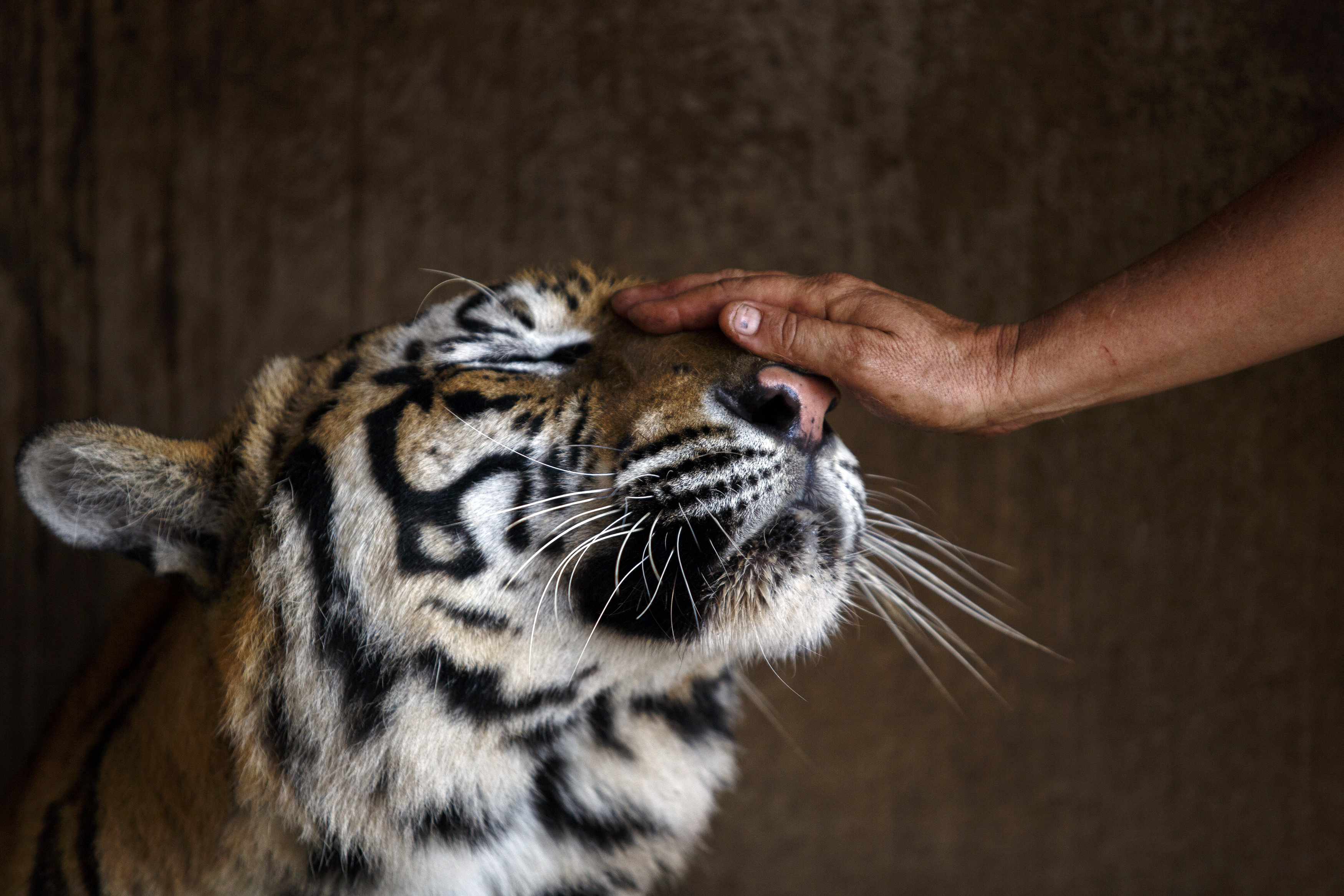 Touch animals. Тигр. Гладить тигра. Ручной тигр. Человек гладит тигра.