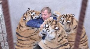 Амурские тигрята из Крыма могут пополнить популяцию на Дальнем Востоке