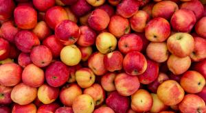 Белоруссия поставила в Россию в пять раз больше яблок, чем вырастила