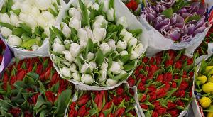 Еврокомиссия просит Россельхознадзор не усложнять ввоз голландских цветов в Россию