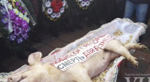 Фермеры принесли к Верховной Раде гроб со свиньей, как символ смерти аграрной отрасли