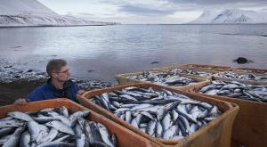 Исландия потеряет 250 млн евро на рыбе для России