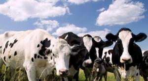 Израиль обогатит генетический фонд российских коров