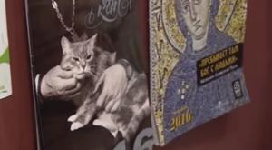 Календари на 2016 год в рамках проекта "Поп + кот" набирают популярность