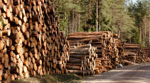 Китай создает в Хабаровском крае лесопромышленный холдинг
