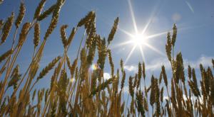 Минсельхоз: РФ к 29 июня увеличила экспорт пшеницы на 13%