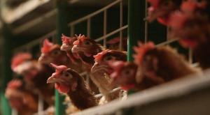 Нашлись бактерии - Россельхознадзор ограничил ввоз мяса птицы с турецкого предприятия