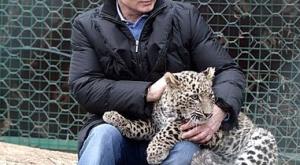 По инициативе Путина исчезающие леопарды впервые возвращены на Кавказ 