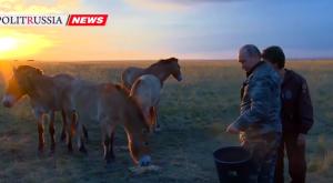 Путин участвовал в первом пуске исчезающих лошадей Пржевальского на природу