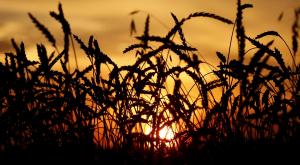 РФ увеличила экспорт пшеницы до 22,07 млн тонн