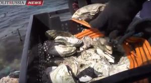 Сделано в России - первые отечественные морские деликатесы выращены в Крыму