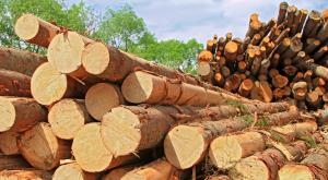 Скандал: из Украины вывозят в ЕС лес-кругляк под видом топливной древесины 