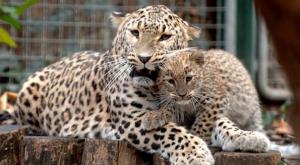 Сочи и Париж обменялись редкими видами леопардов