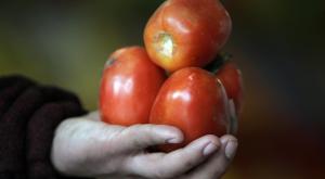 Стремительно растет популярность сорта томатов "Вова Путин"