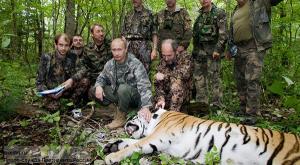 Тигрица Путина ищет себе жениха