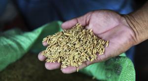 В 2015 году Россия соберет рекордный урожай риса