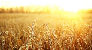 В России планируют собрать рекордный за всю историю урожай зерна