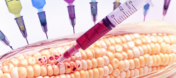 США устанавливают продовольственную диктатуру с помощью ГМО