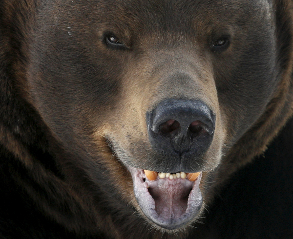 Кандидат в вице-президенты США от республиканцев высказался о "русском медведе"