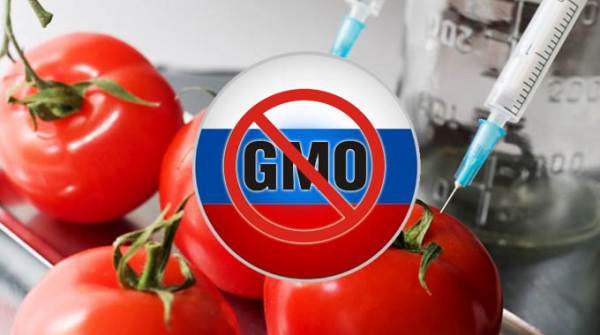 Минсельхоз обещает сохранить продовольственный рынок России чистым от ГМО