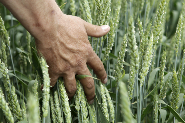 На Кубани собрано рекордное количество зерна