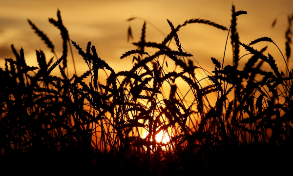 РФ увеличила экспорт пшеницы до 22,07 млн тонн