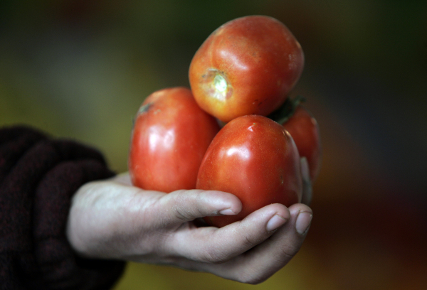 Стремительно растет популярность сорта томатов "Вова Путин"