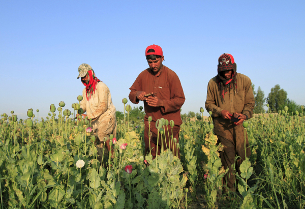 "Урожайный год" - ООН сообщила о росте посевов опиумного мака в Афганистане
