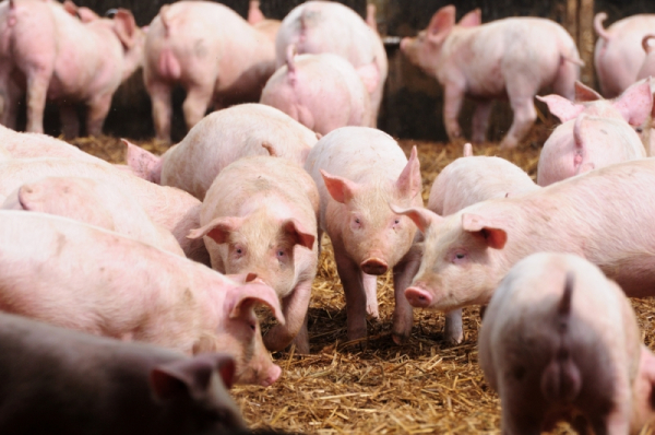 ВТО поддержала Евросоюз в споре с Россией из-за свиней