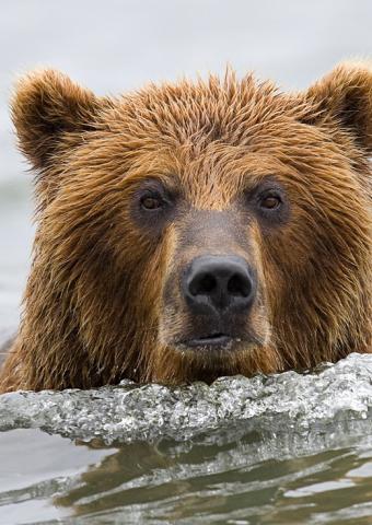 Запад боится русских.... и их медведей