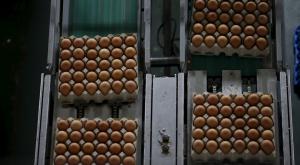 Израиль приостановил импорт украинских яиц, найдя в них сальмонеллу