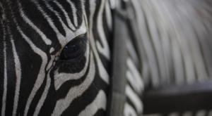«Обычное дело» - в зоопарке Норвегии зебру скормили тиграм на глазах у посетителей