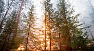 Лесные пожары на Дальнем Востоке полностью ликвидированы