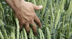 На Кубани собрано рекордное количество зерна