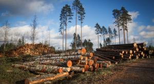 В 2016 году в России площадь вырубки леса стала в три раза больше площади Москвы