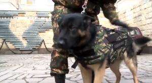 Впервые в России создан бронежилет для служебных собак